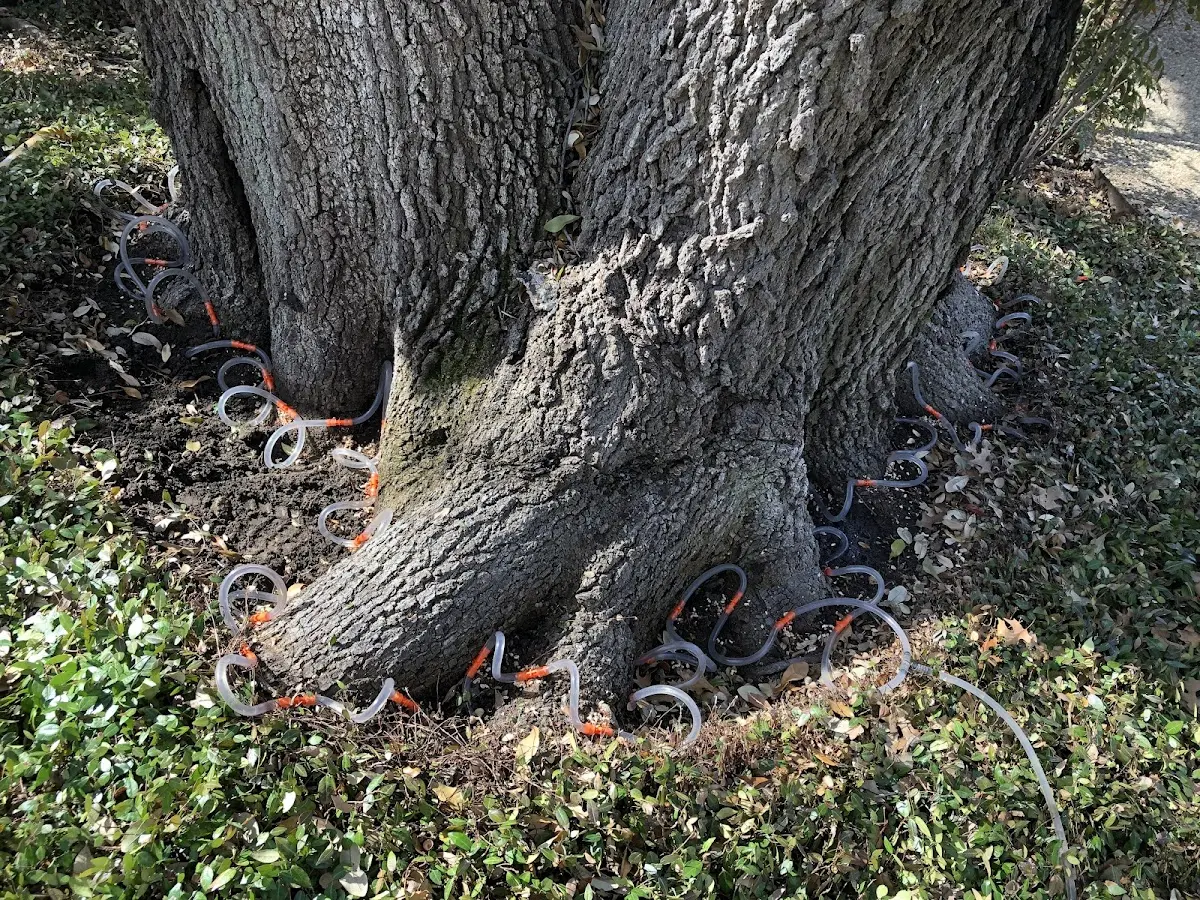 Detailed Tree Cabling and Bracing job site in Ocean Isle Beach