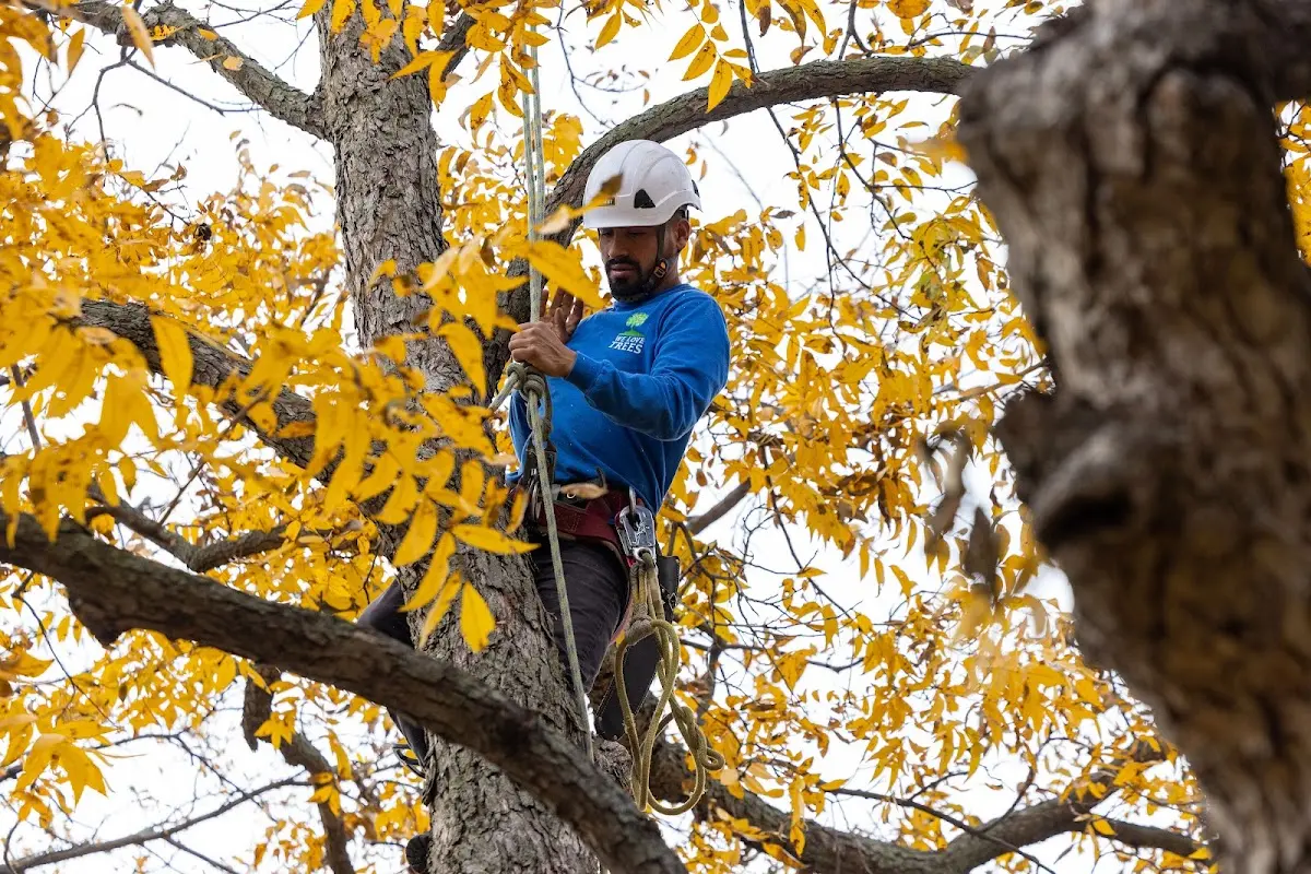 Skilled Tree Pruning crew working in Ocean Isle Beach