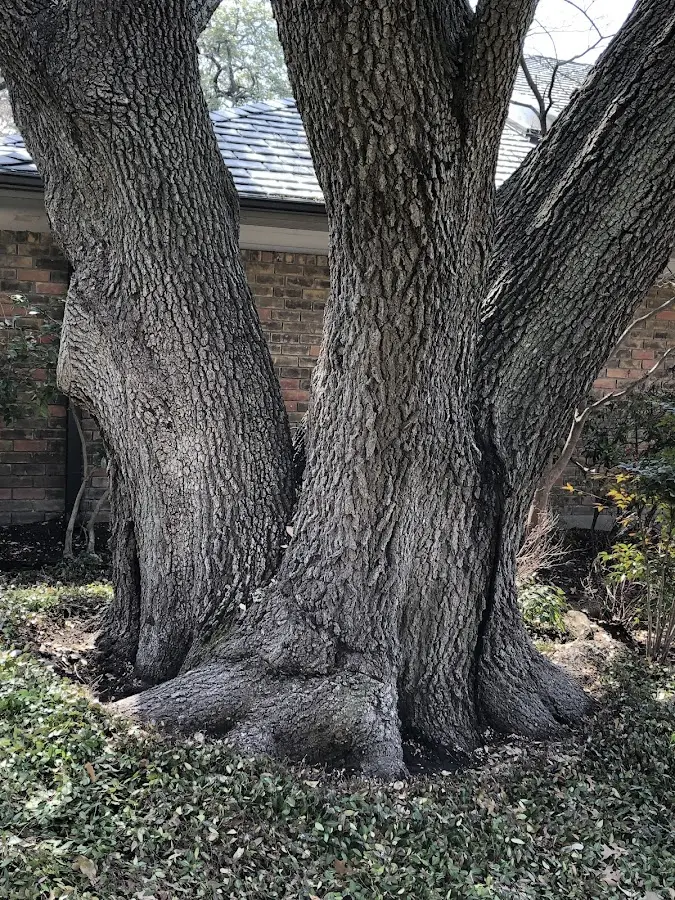 Mature heritage tree close to a Ocean Isle Beach property cared for by certified arborists